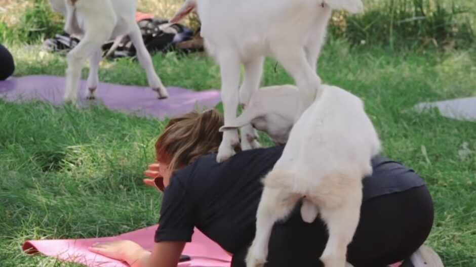 Woman doing yoga with goats