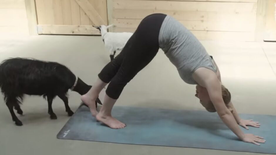 Woman doing yoga with goats