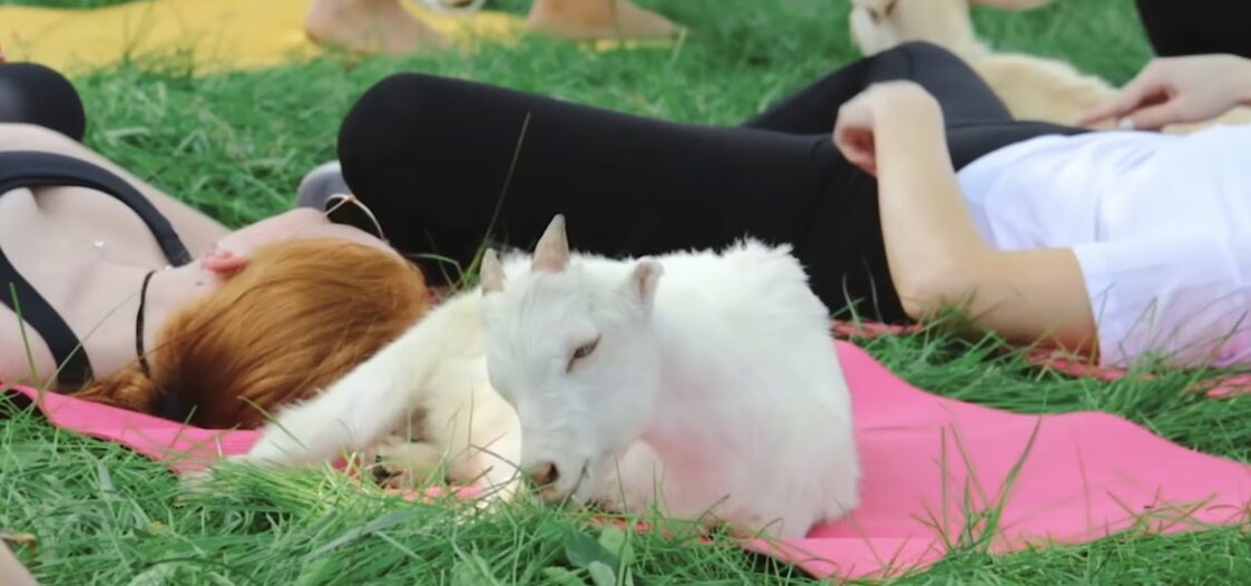 Woman doing yoga with goats
