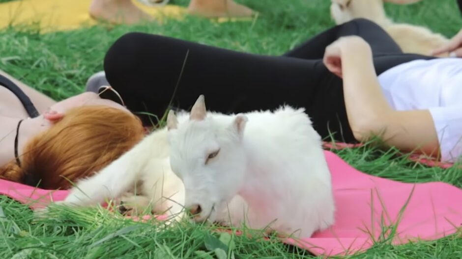 Woman doing yoga with goats